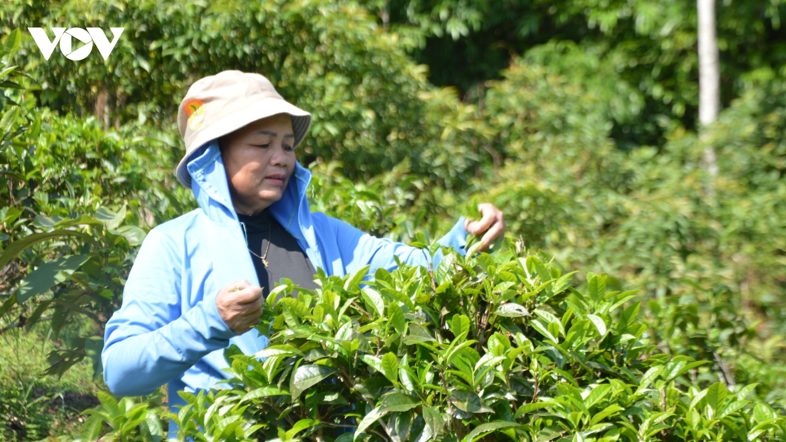 Thái Nguyên công nhận làng nghề cho vùng trồng chè Shan Tuyết cổ